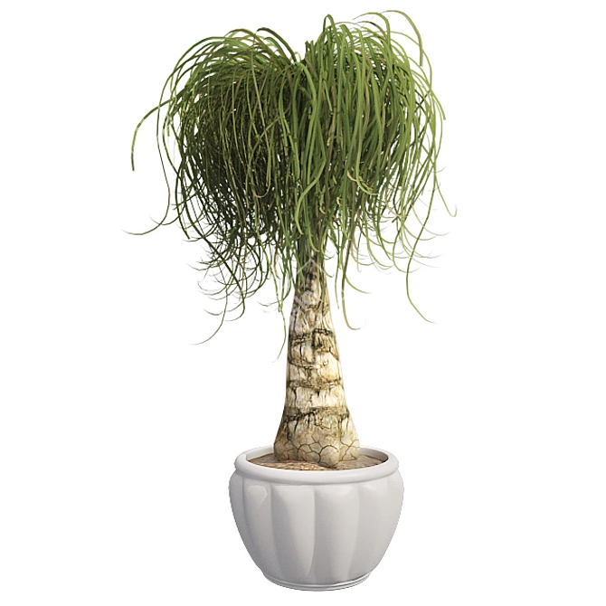 Succulent Beauty: Ponytail Palm 3D model image 1