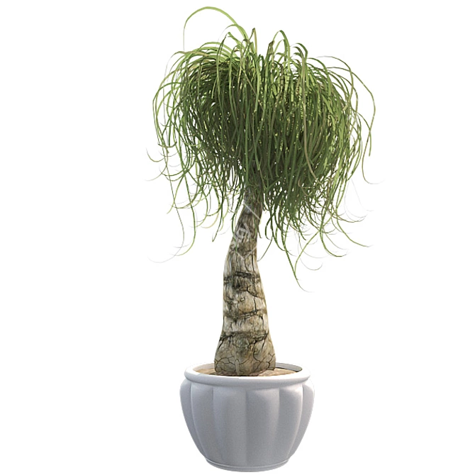 Succulent Beauty: Ponytail Palm 3D model image 4