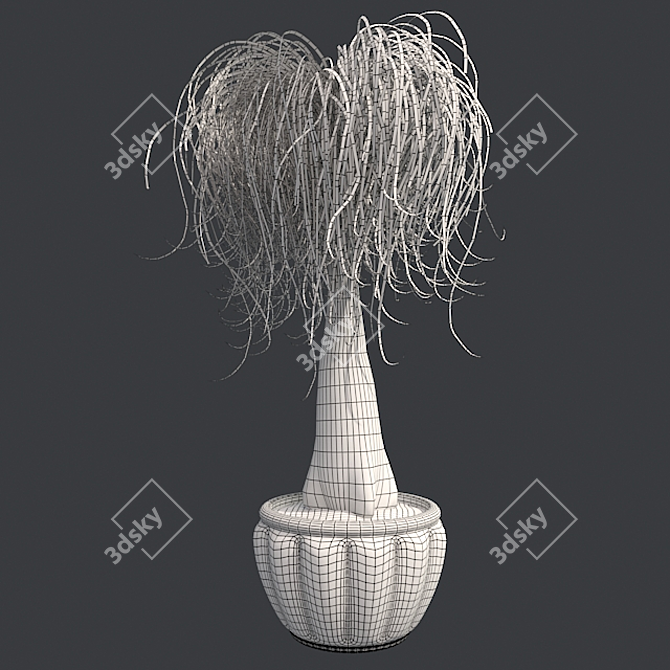 Succulent Beauty: Ponytail Palm 3D model image 5