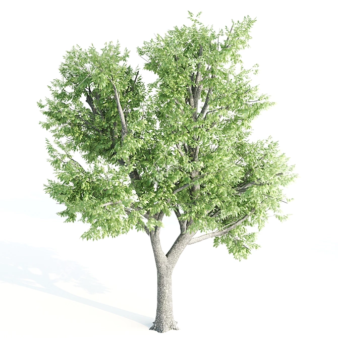 Towering Ash Trees - 12 & 13m 3D model image 2