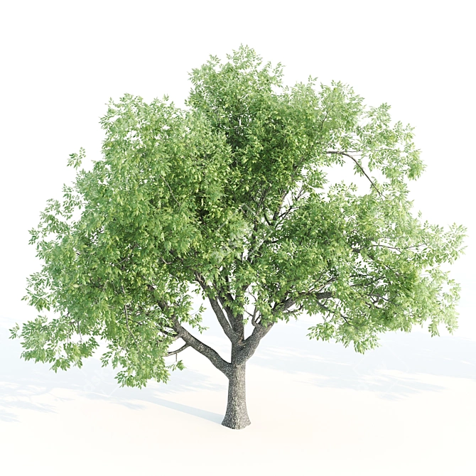 Towering Ash Trees - 12 & 13m 3D model image 3