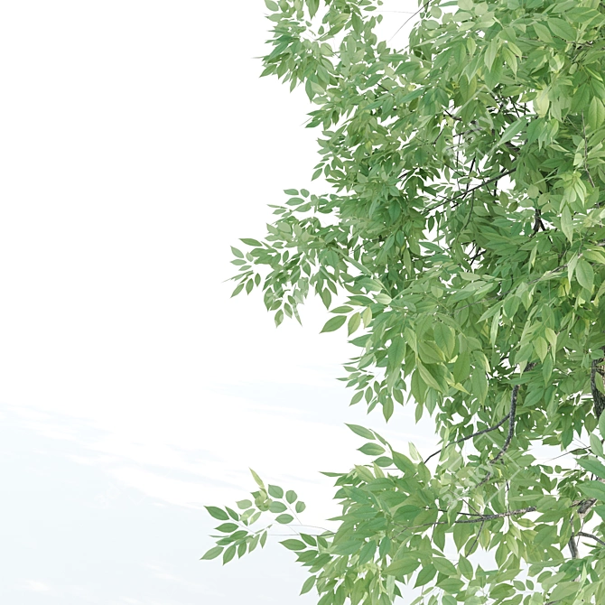 Towering Ash Trees - 12 & 13m 3D model image 5