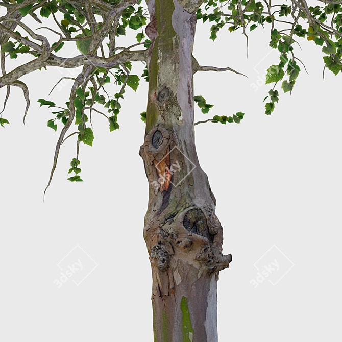 Title: Elegant White Birch Tree 3D model image 2