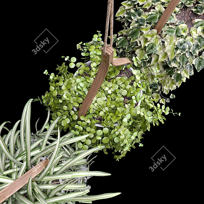 Hanging Plant Trio: Dyshidia, Chlorophytum, Heder 3D model image 3