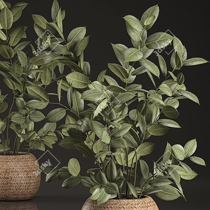 Indoor Plant Collection: Ficus Elastica in Rattan Basket 3D model image 3