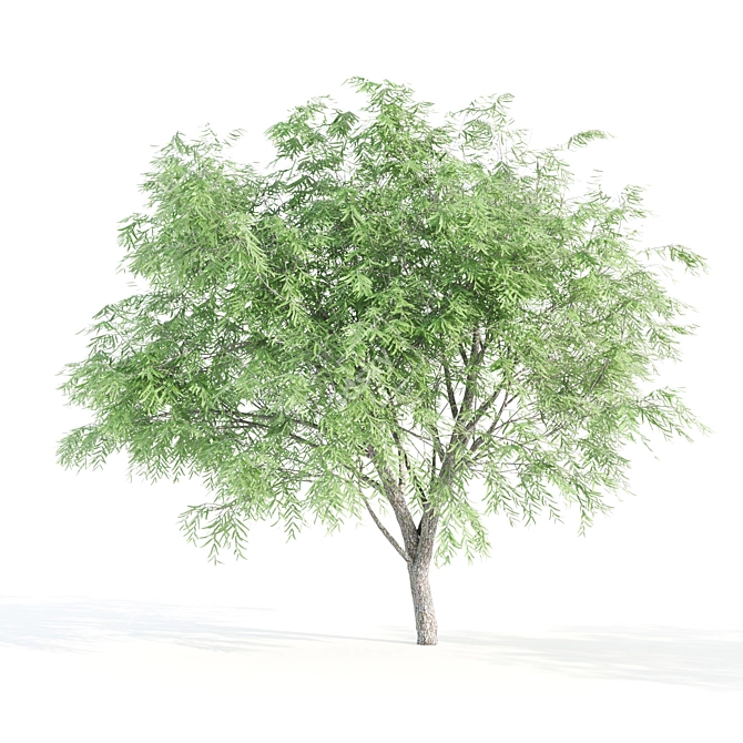 Velvet Mesquite Tree: 4.5-5.5m Height 3D model image 5