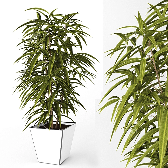 Ficus Ali: Beautiful Indoor Plant 3D model image 1