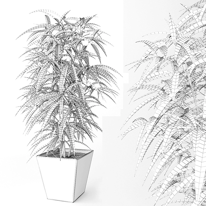 Ficus Ali: Beautiful Indoor Plant 3D model image 2