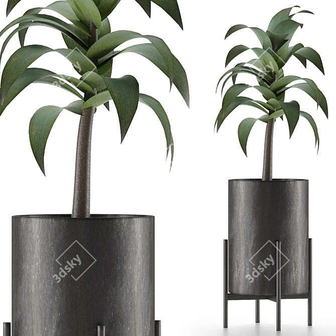 Exotic Decorative Palm Tree: House Plant 3D model image 1