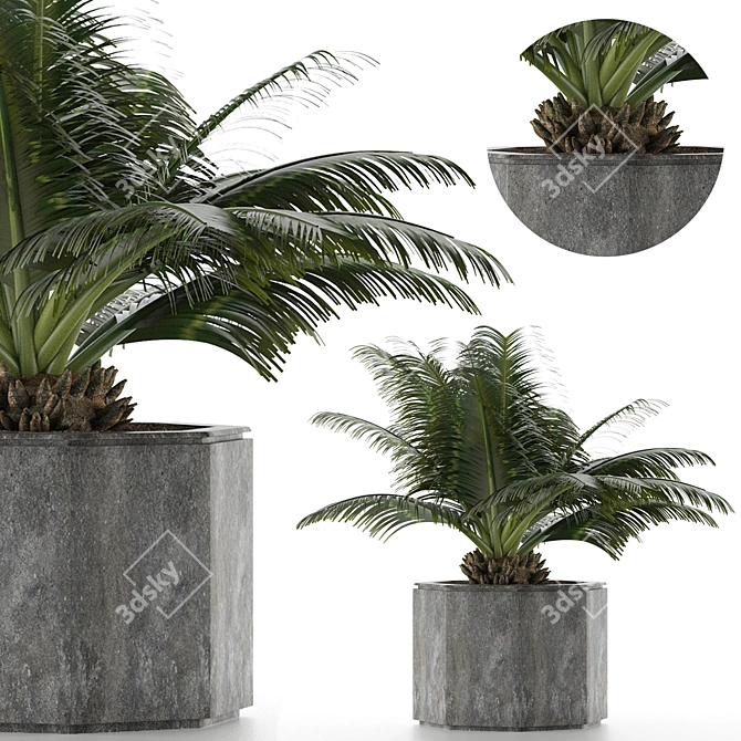 Exotic Palm Tree: House Plant 28 3D model image 1