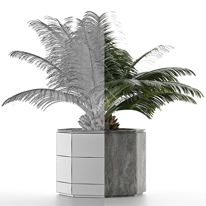 Exotic Palm Tree: House Plant 28 3D model image 4