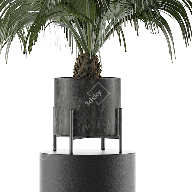 Exotic Palm Tree: House Plant 31 3D model image 2