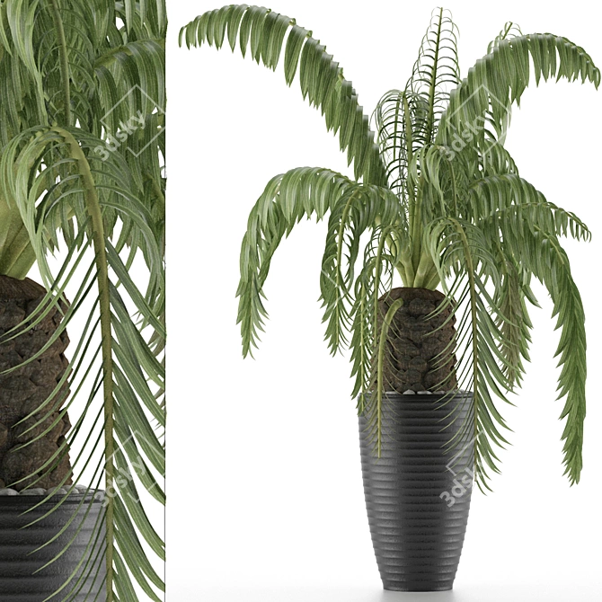 Exotic Palm Tree: House Plant 41 3D model image 1