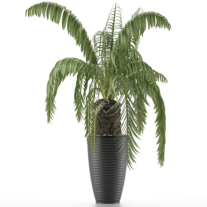 Exotic Palm Tree: House Plant 41 3D model image 2