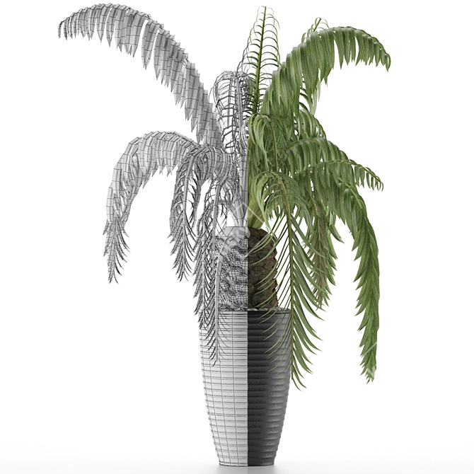 Exotic Palm Tree: House Plant 41 3D model image 3