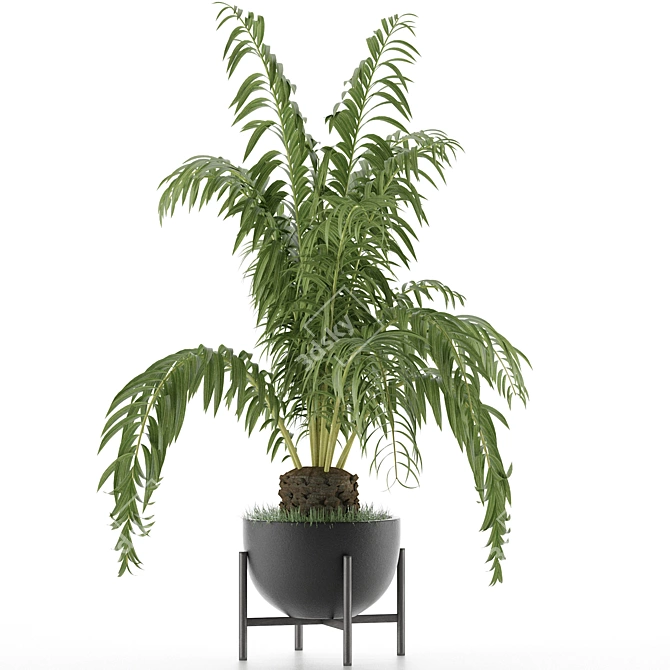 Exotic Palm: House Plant 42 3D model image 2