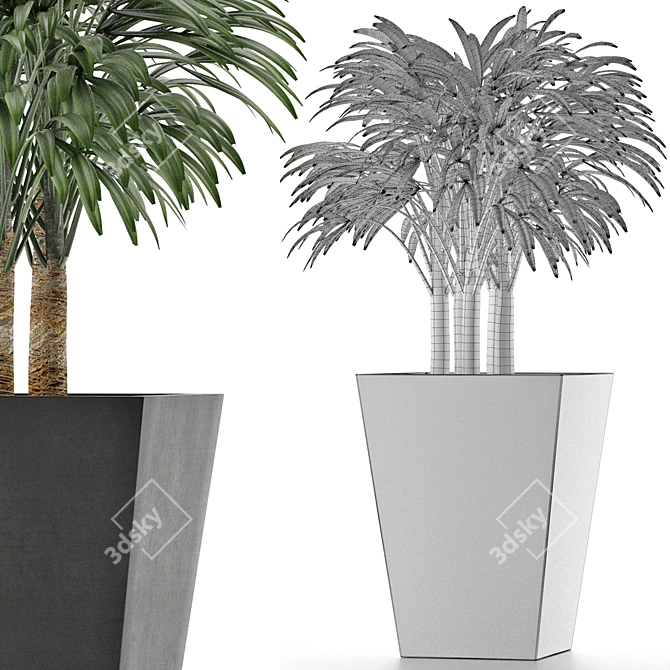 Exotic Plant: Single Banana Palm 3D model image 5