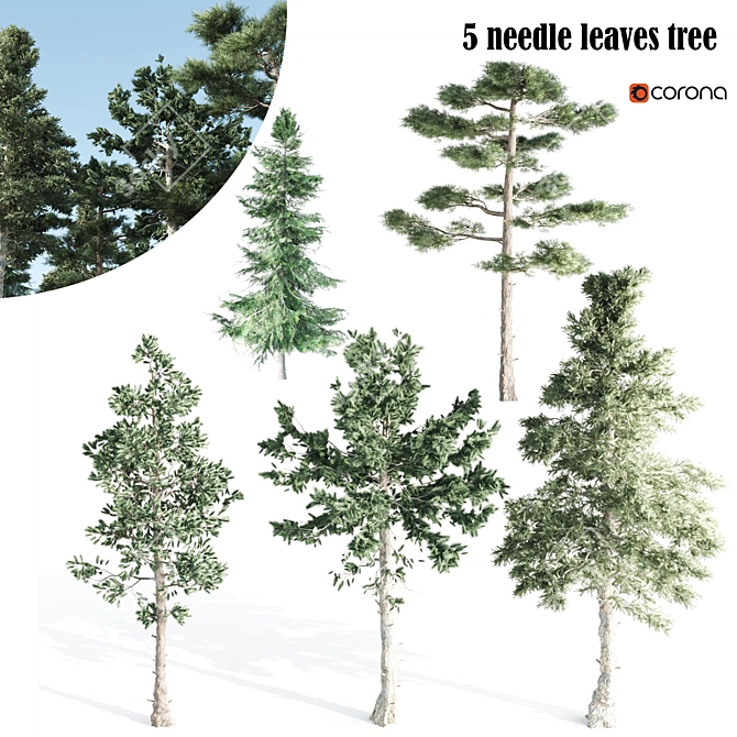 Evergreen 5 Needle Leaves Tree 3D model image 5