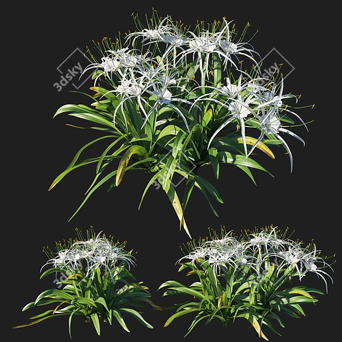 Coastal Hymenocallis Tree 3D model image 1