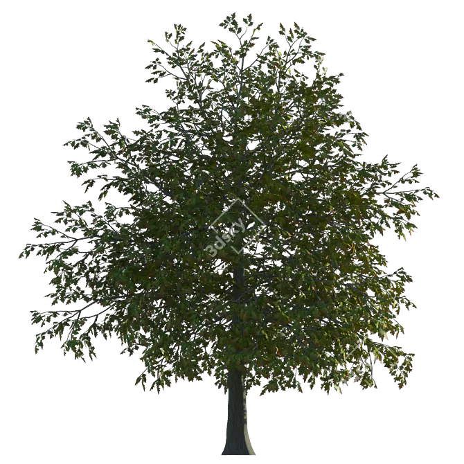 Seasonal Oak Tree: Summer & Autumn 3D model image 2