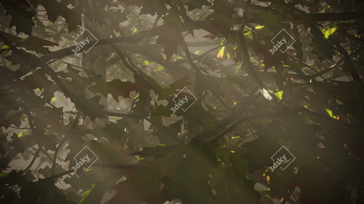 Seasonal Oak Tree: Summer & Autumn 3D model image 3