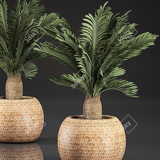 Tropical Exotic Collection: Cycas Palms & Indoor Plants 3D model image 3