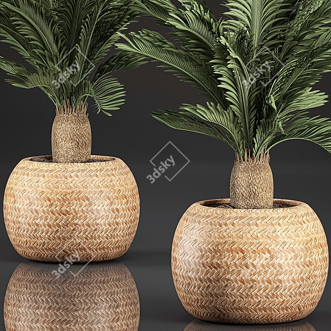 Tropical Exotic Collection: Cycas Palms & Indoor Plants 3D model image 4