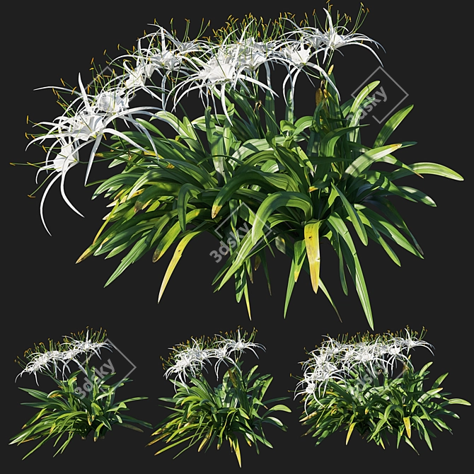 Tropical Splendor: Hymenocallis Littoralis 04 3D model image 1