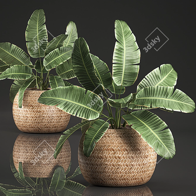 Exotic Indoor Plant Collection 3D model image 1