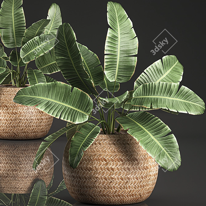 Exotic Indoor Plant Collection 3D model image 4