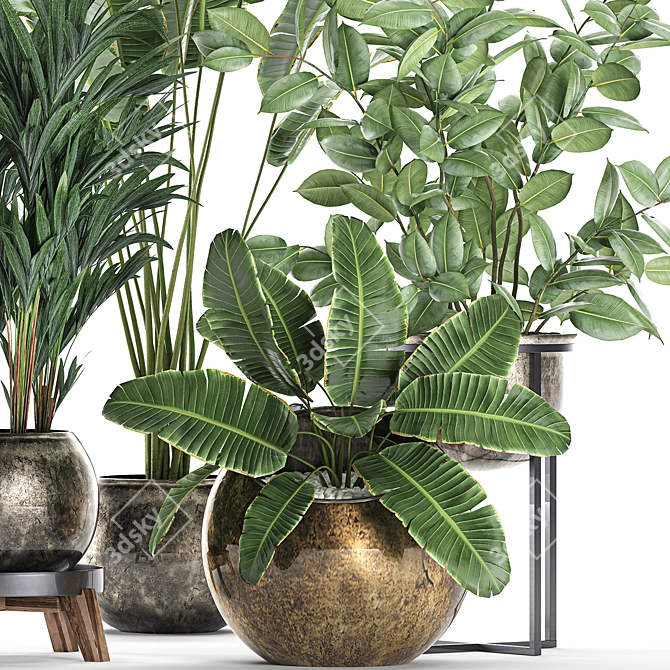 Exotic Plant Collection: Ficus, Palm, Banana 3D model image 2