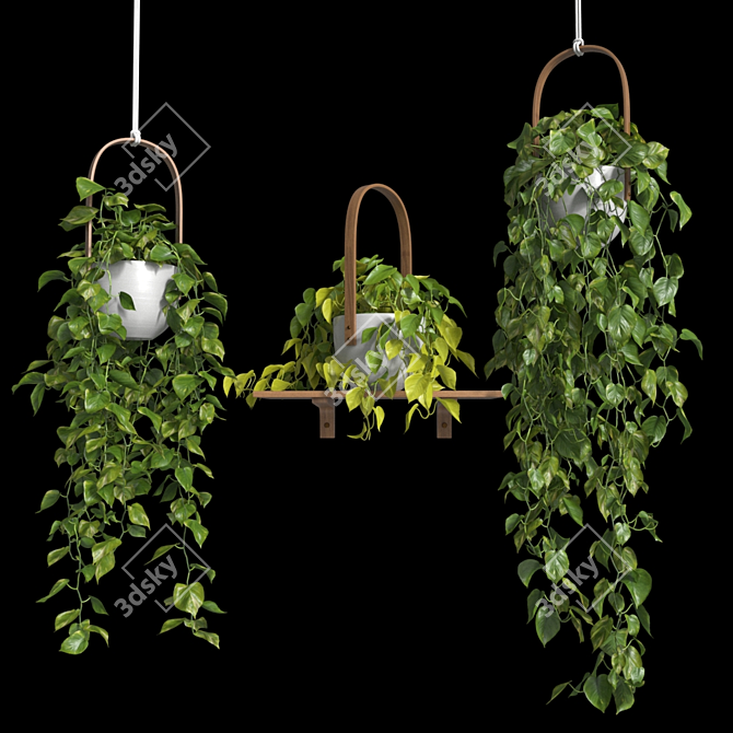 Lush Hanging Scindapsus Duo 3D model image 5