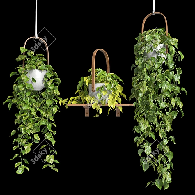 Lush Hanging Scindapsus Duo 3D model image 6