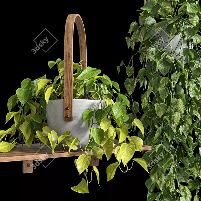 Lush Hanging Scindapsus Duo 3D model image 7