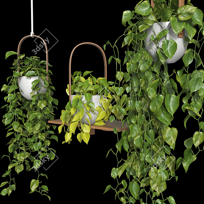 Lush Hanging Scindapsus Duo 3D model image 8