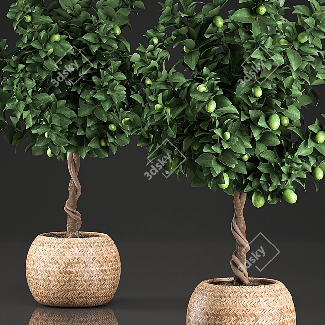 Exotic Lime Tree in Rattan Basket 3D model image 2