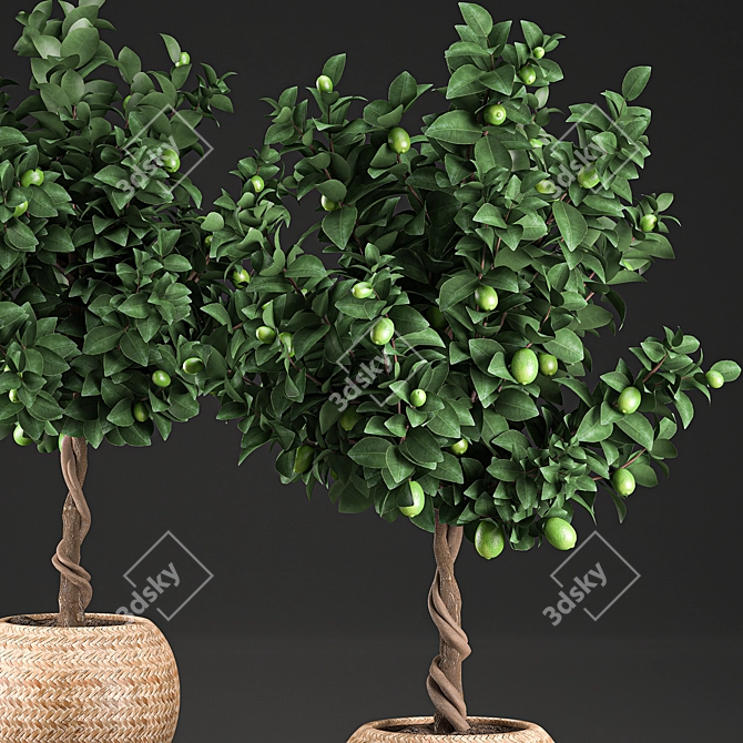 Exotic Lime Tree in Rattan Basket 3D model image 3