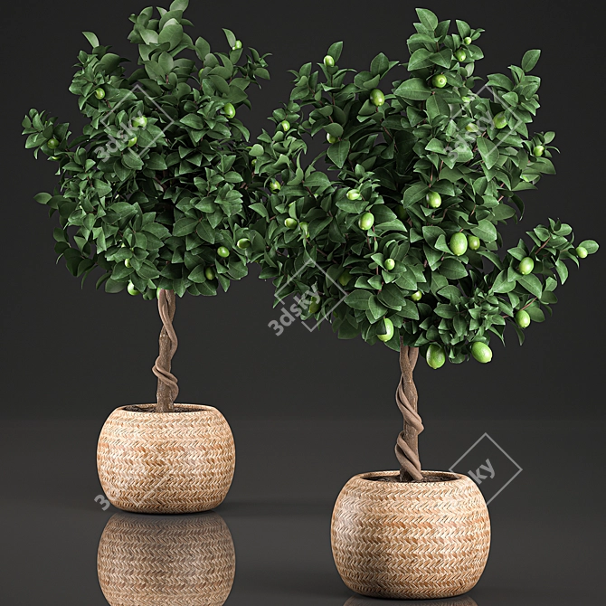 Exotic Lime Tree in Rattan Basket 3D model image 4