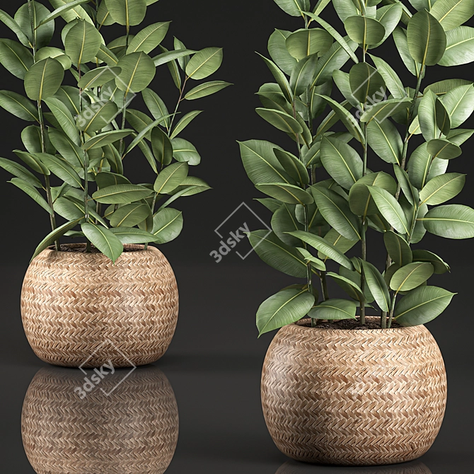 Tropical Ficus in Wicker Basket 3D model image 2