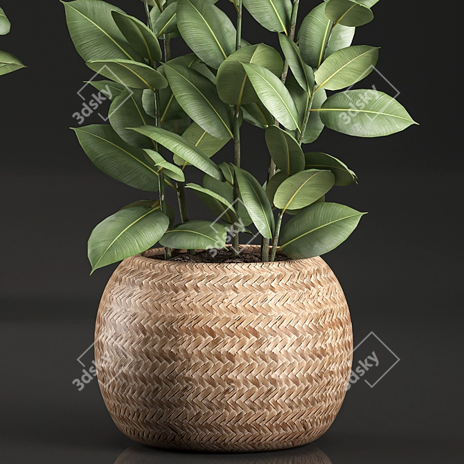 Tropical Ficus in Wicker Basket 3D model image 3
