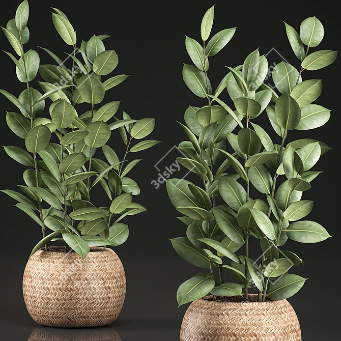 Tropical Ficus in Wicker Basket 3D model image 4