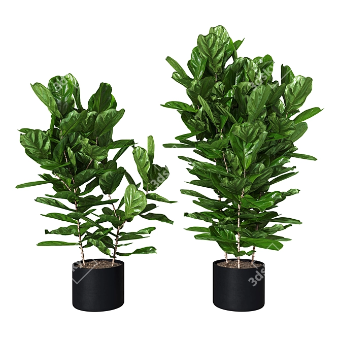 Ficus pandurata: Lush Green Pot Accent 3D model image 2