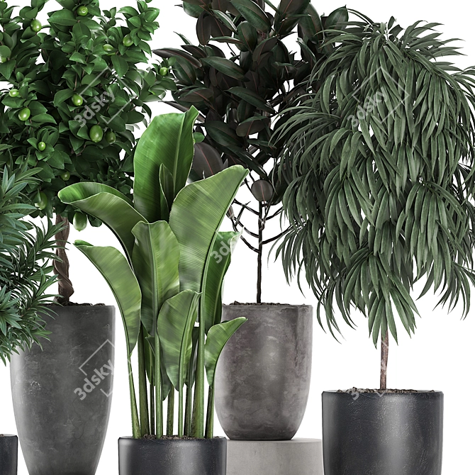 Exotic Indoor Plant Collection 3D model image 3