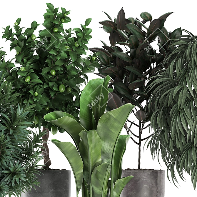 Exotic Indoor Plant Collection 3D model image 4