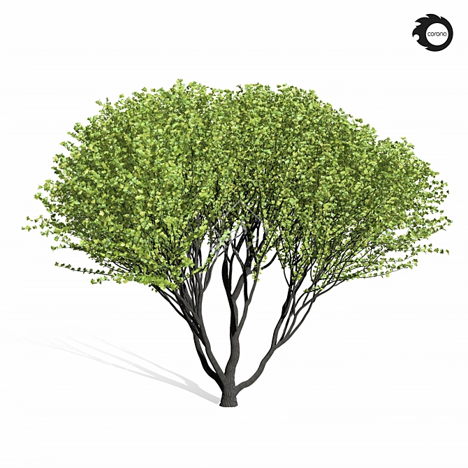 Tall Maple Tree 9S 3D model image 4