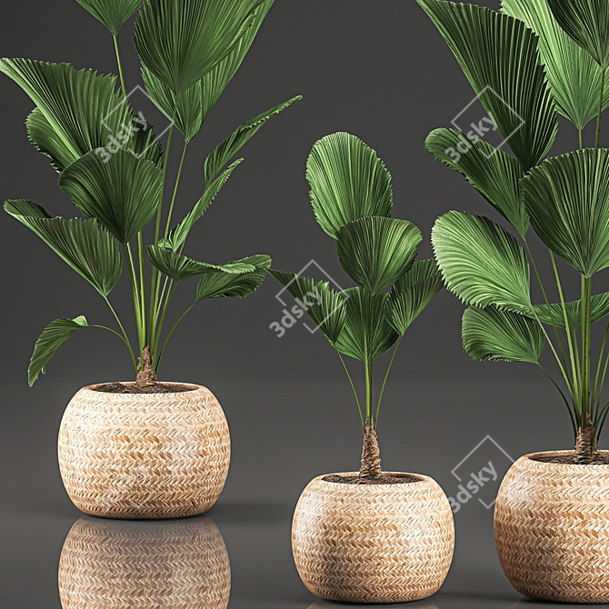 Exotic Licuala Palm in Rattan Basket 3D model image 3