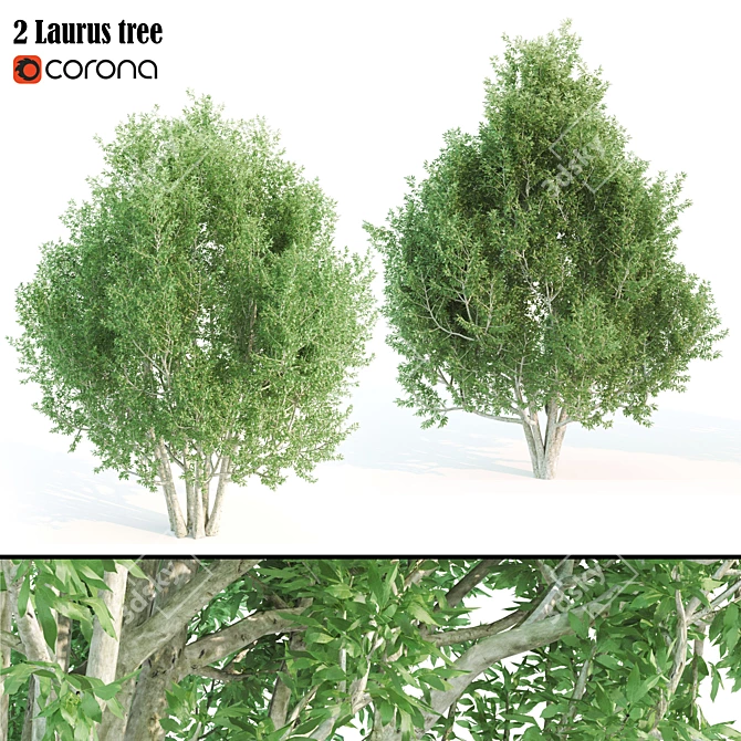 Towering Laurus: 12m & 12.6m Heights 3D model image 1