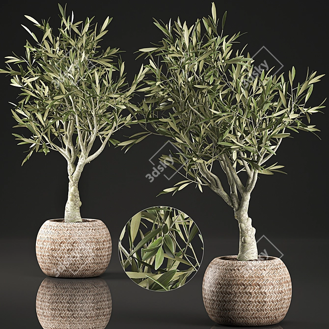 Exotic Olive Tree in Wicker Basket 3D model image 1