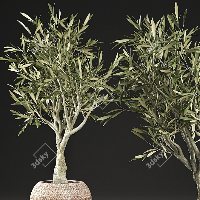 Exotic Olive Tree in Wicker Basket 3D model image 2