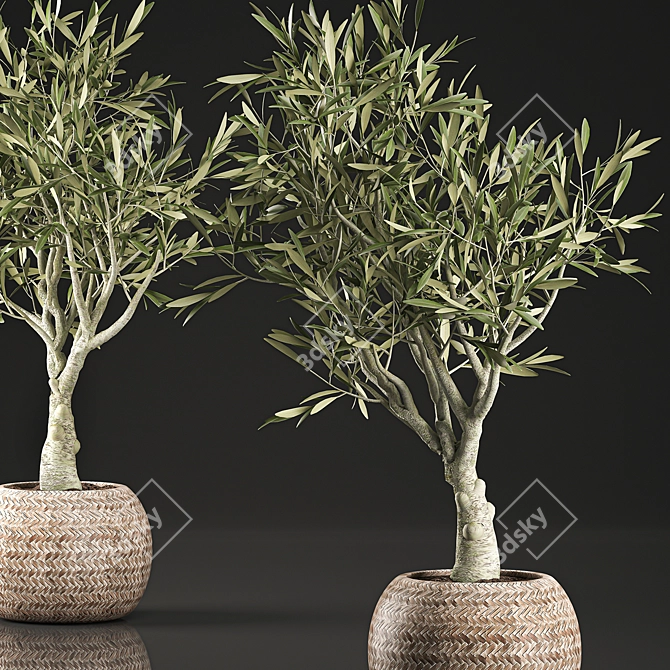Exotic Olive Tree in Wicker Basket 3D model image 3